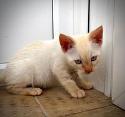   Chats et Chatons adorables à l'adoption association Chats du Quercy 