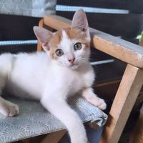   ✨️ IKA SIA ✨️ 🐱 