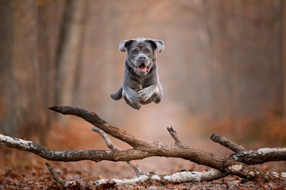   Photographe animalier pour chien, chat et NAC 