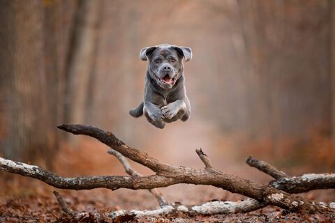 Photographe animalier pour chien, chat et NAC 94130 Nogent-sur-marne