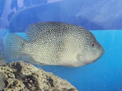 cichlides americains texas   cpl adulte 22 et 17cm 40 66000 Perpignan