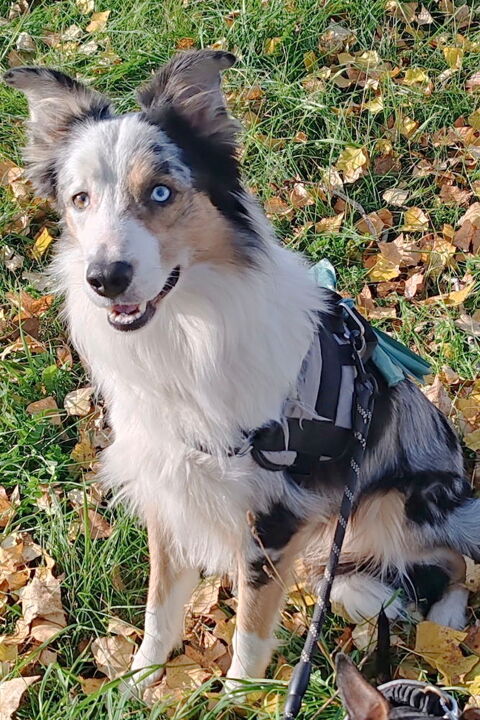 Shadows est à l'adoption! 0 34000 Montpellier