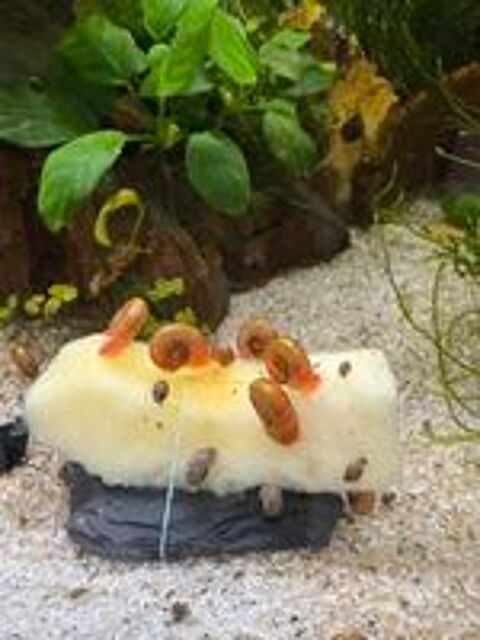   Escargots aquarium  