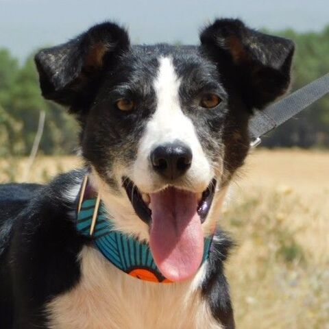 ZANIAH, une perle de galga ! 1 an 315 24140 Douville