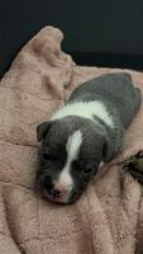   Chiot Staffordshire Bull Terrier  