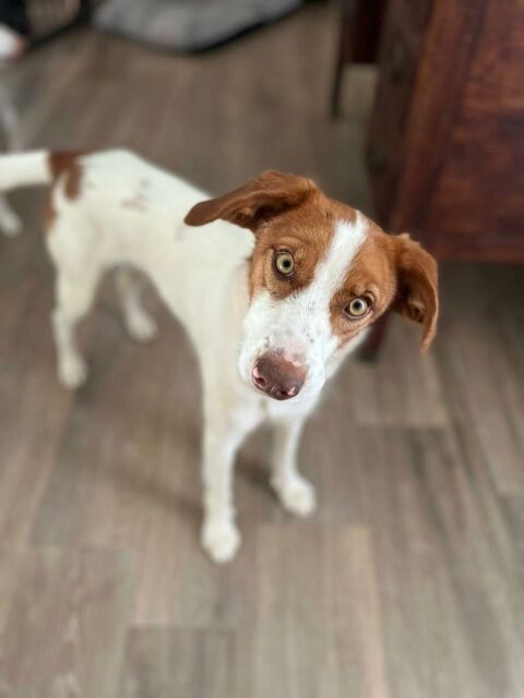 Centella 3 ans, petite chienne adorable et joyeuse 315 24140 Douville