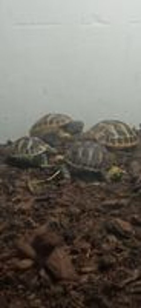   Tortues de terre juvéniles 
