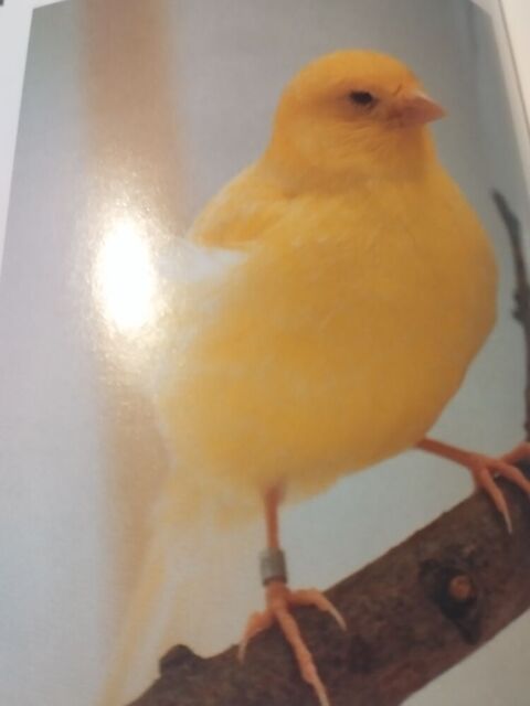 Recherche canaris m&acirc;le 0 81100 Burlats