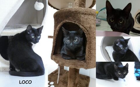 LOCO chat à adopter 27170 Beaumont-le-roger
