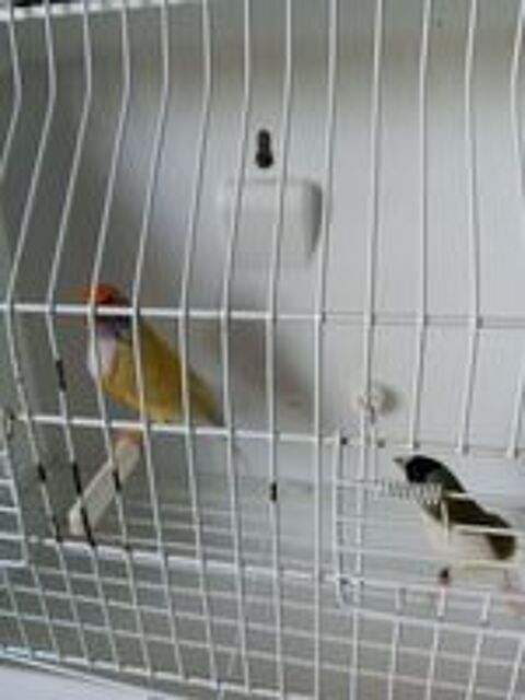   Cpl de diamant gould  