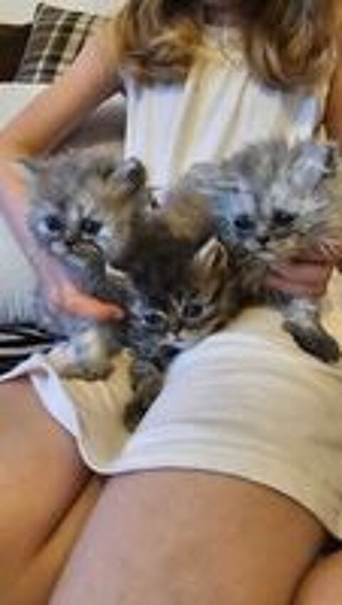   chaton 