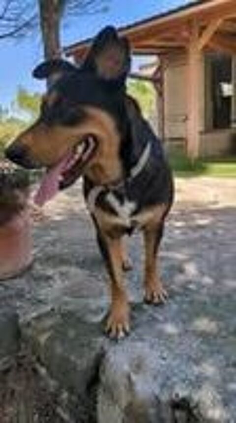   Chien LUNA à l adoption 