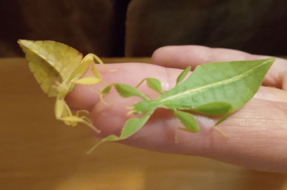   Phasmes Phyllium Philippinicum 