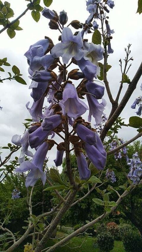 Plant de Paulownia Tomentosa (Paulownia imprial) 10 Chtillon-le-Duc (25)