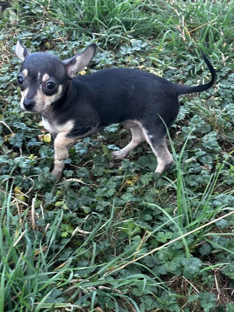 Superbe bébé chiot Chihuahua  0 94290 Villeneuve-le-roi