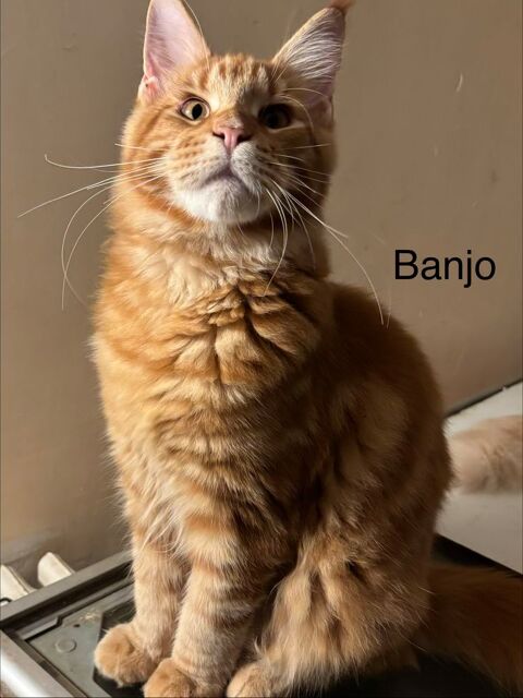 Magnifique chatons Maine coon 750 91670 Angerville