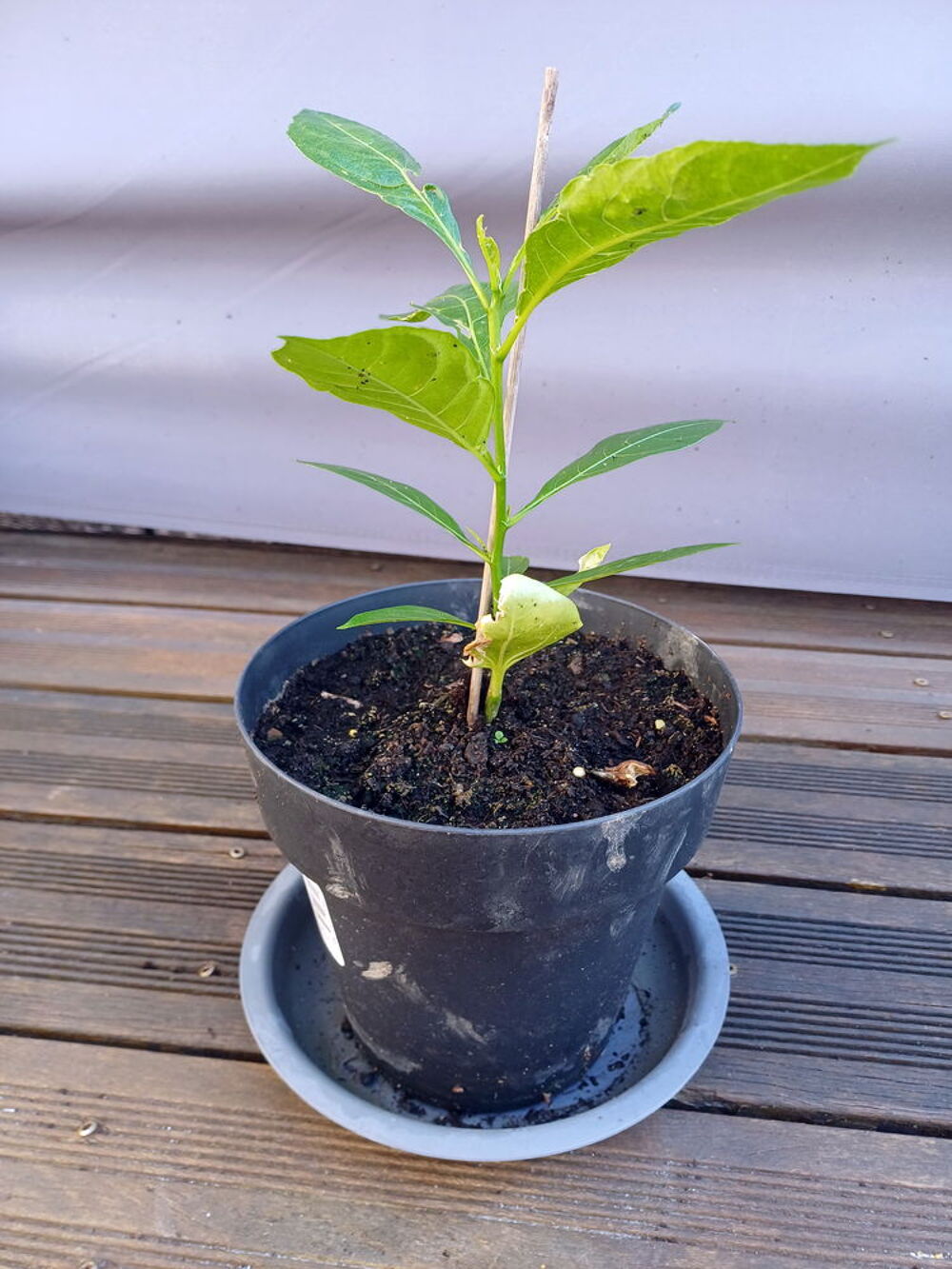 S&eacute;duisant BAOBAB hauteur 40cm Jardin