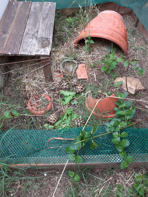 Tortues terrestres juvéniles 45 30200 Bagnols-sur-cze