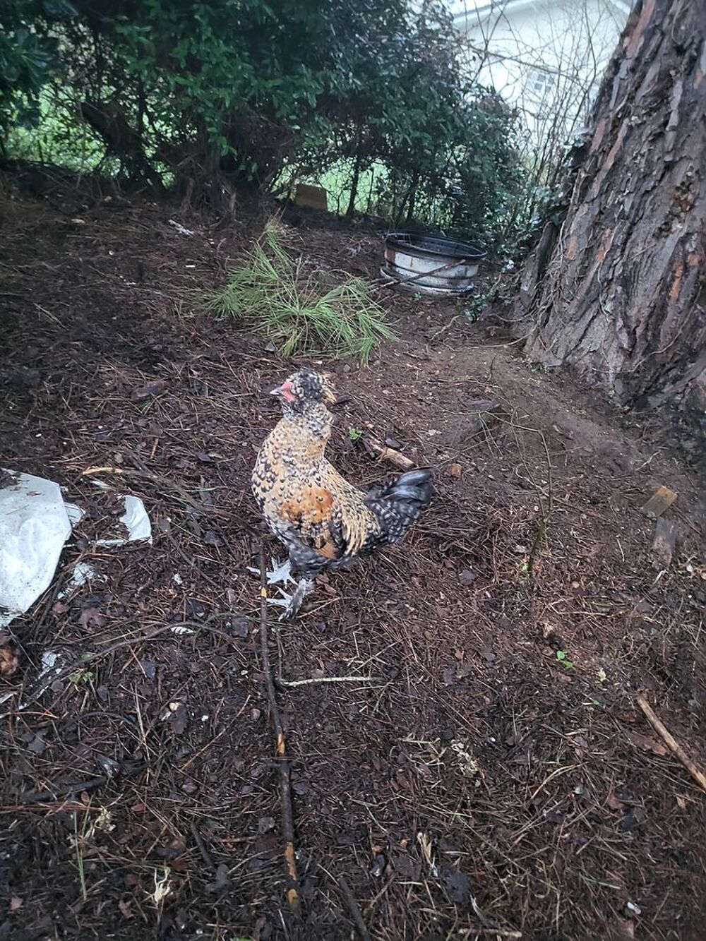   coq padoue crois soie 