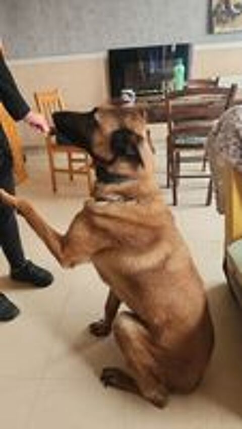   malinois m�le poil court Nom Taz 