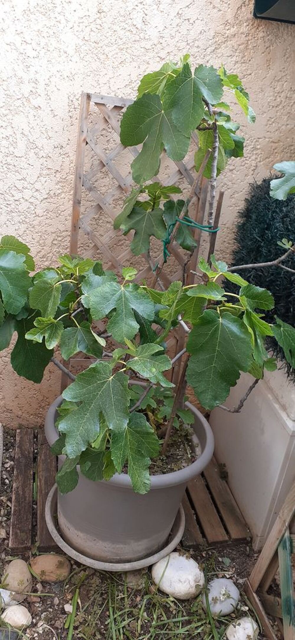 Figuiers en pot de 15 /20litres Jardin
