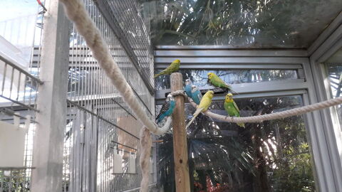 Perruches ondulées différentes couleurs 16 38600 Fontaine