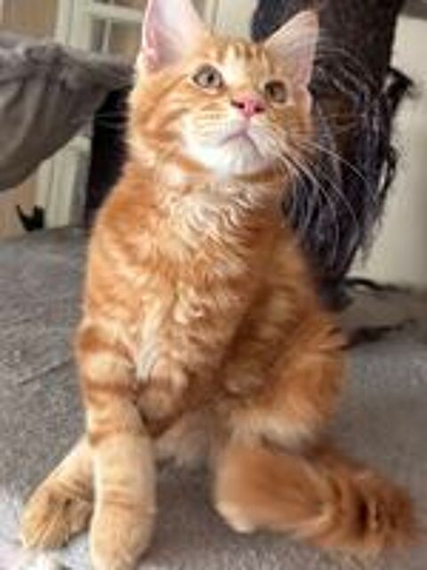   Magnifique chatons Maine coon  