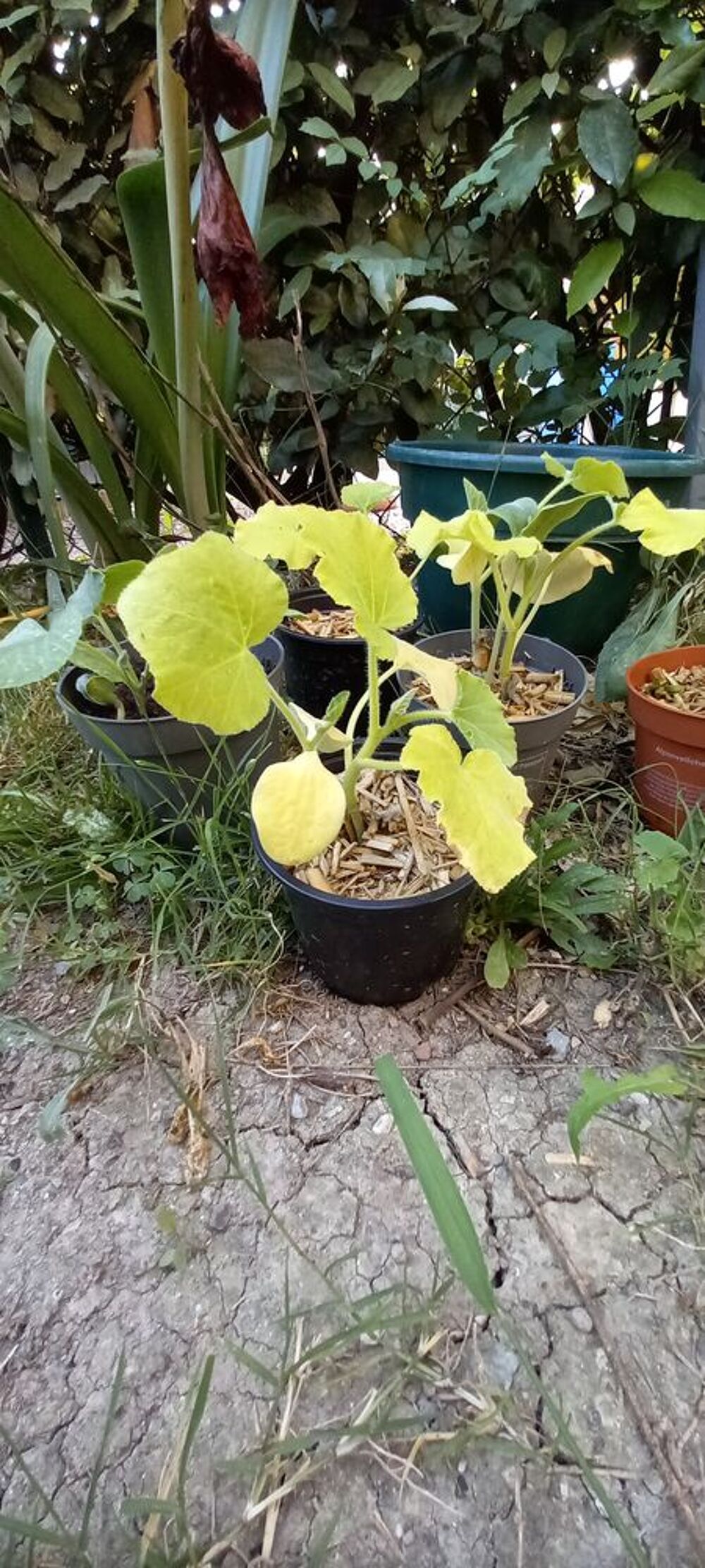 Plant courge butternut Jardin