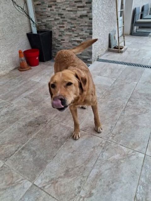 Chien MILKA &agrave; l adoption 350 07300 Cheminas