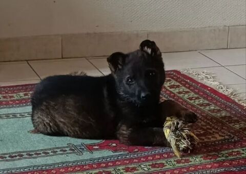 Superbe chiot berger allemand LOF 800 64300 Orthez