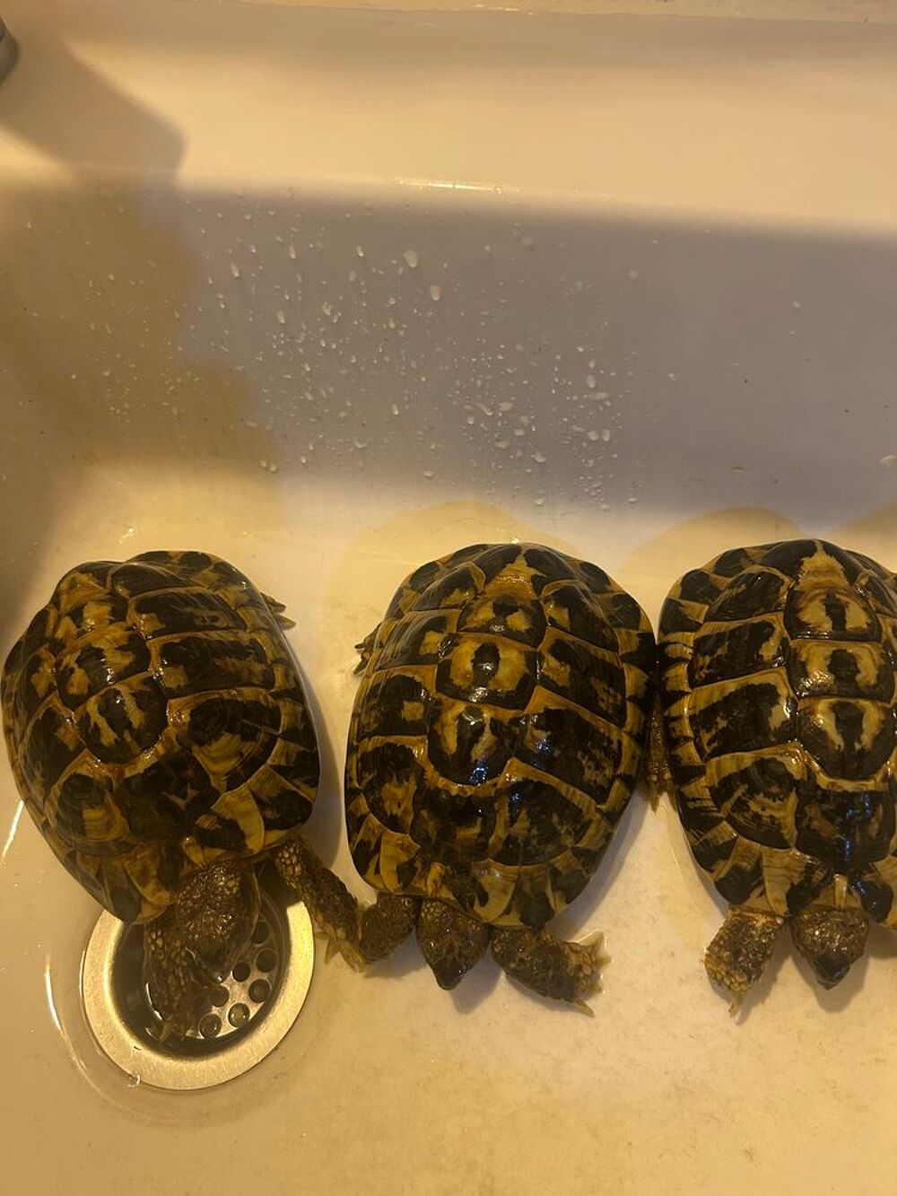  Propose Tortues terrestre de 20 ans mâles 