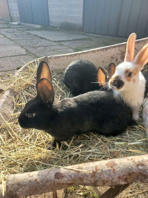Adorables  lapins fermier disponible &agrave; adopter 40 67580 Forstheim