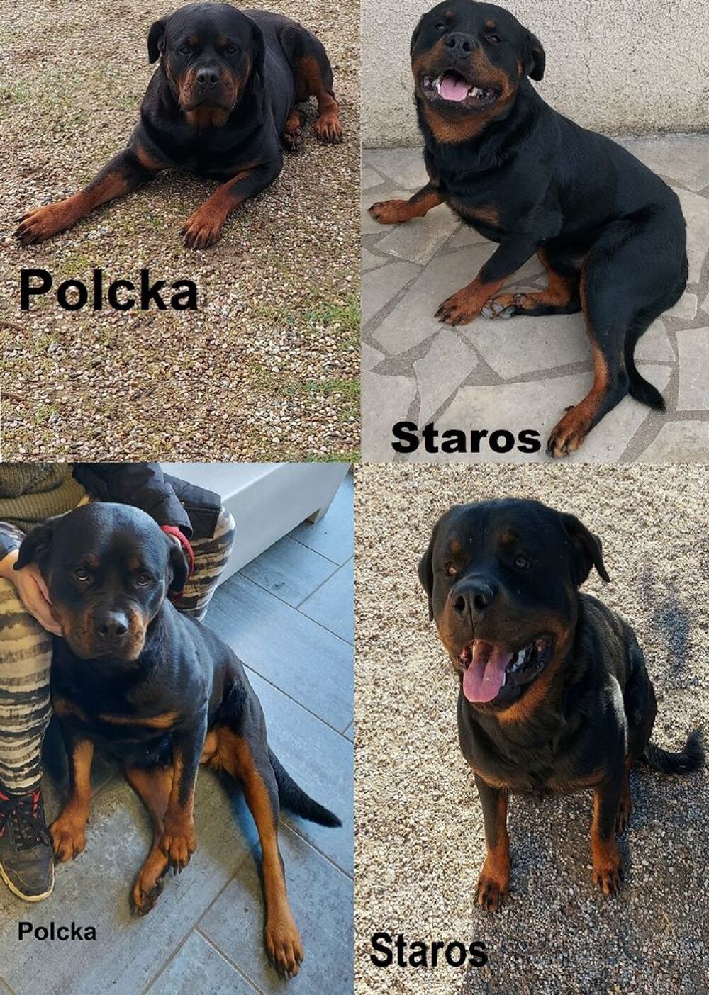   Chiots Rottweiler a rserver  