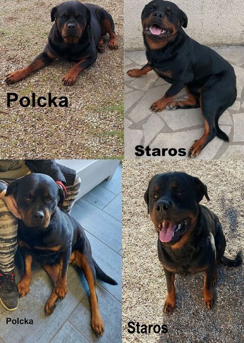 Chiots Rottweiler a réserver 960 79600 Airvault