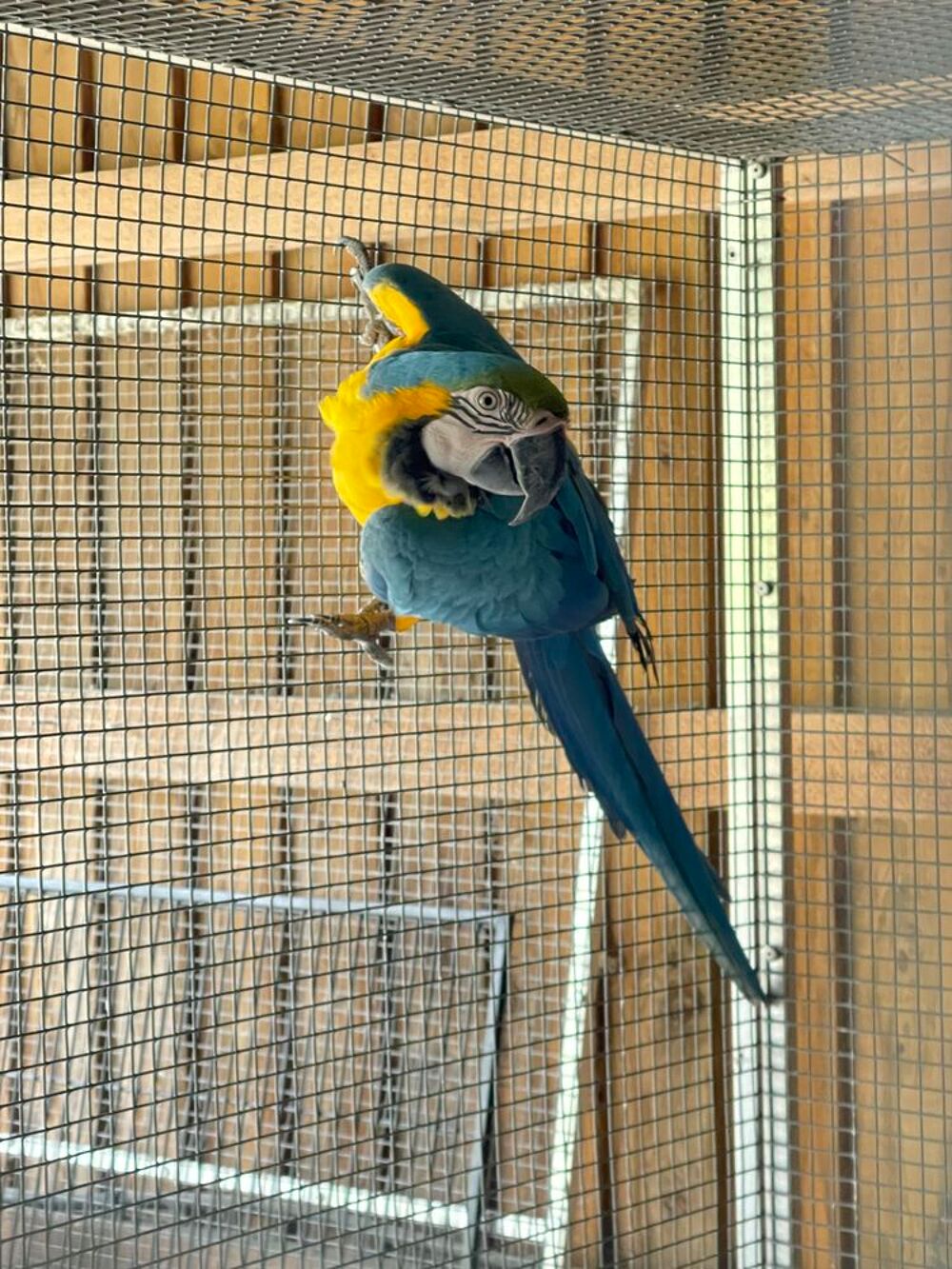   Ara ararauna Mâles 