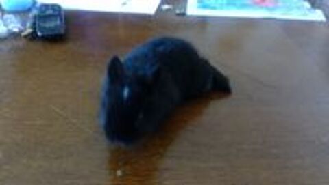   LAPIN NAIN 