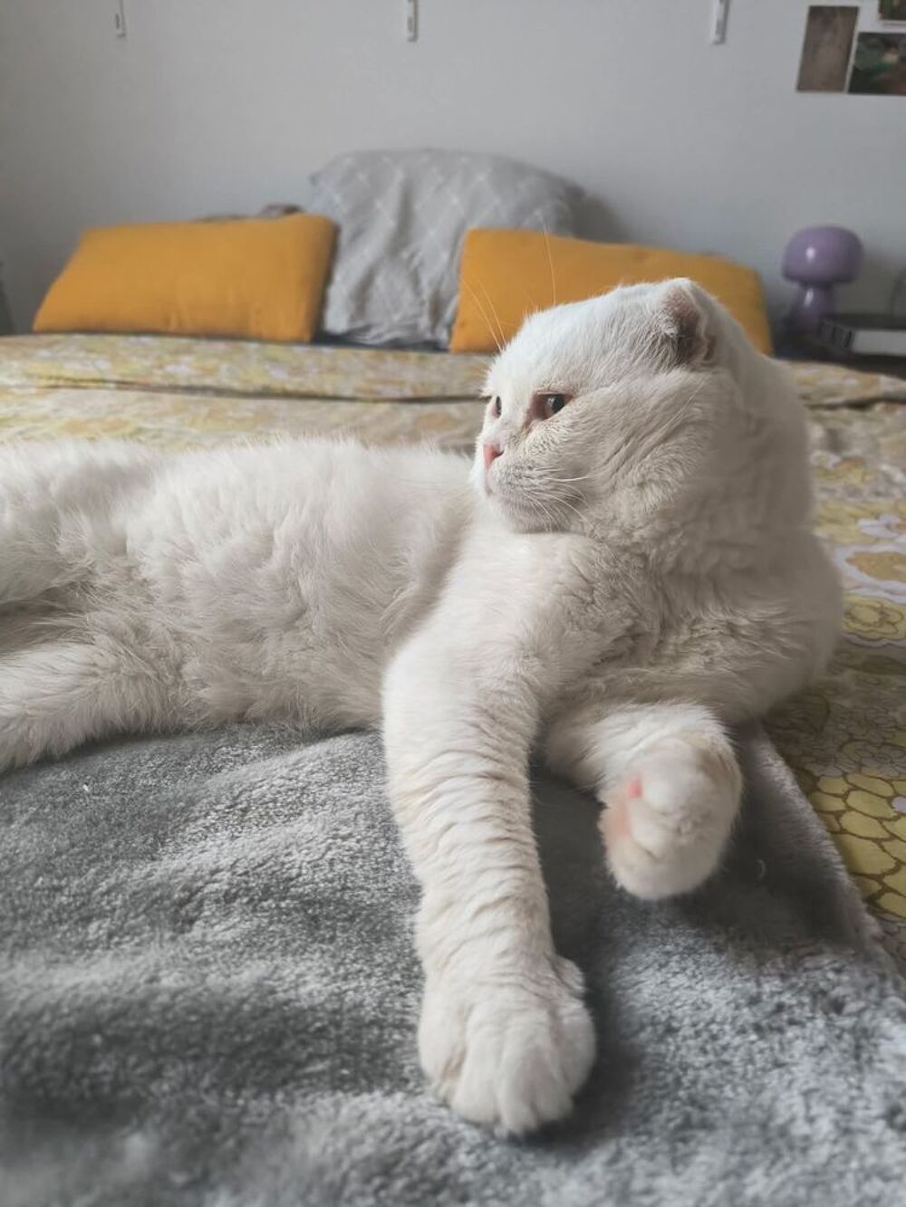   Nestor,  2,5 ans, un amour de chat typé Scottish Fold 