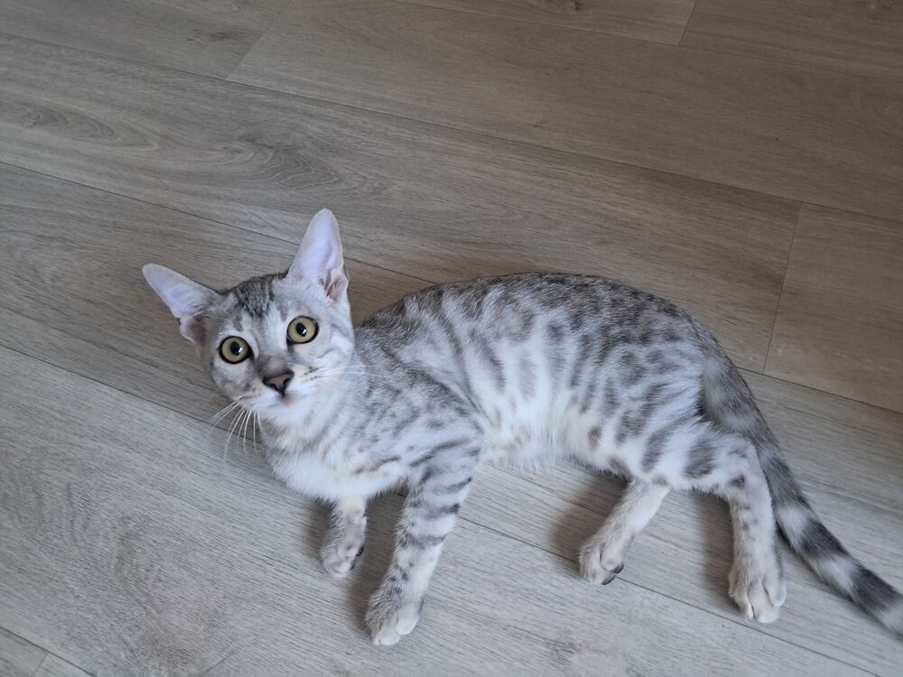   Femelle Bengal LOOF silver 