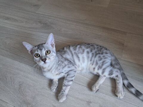 Femelle Bengal LOOF silver 1000 38110 Saint-didier-de-la-tour