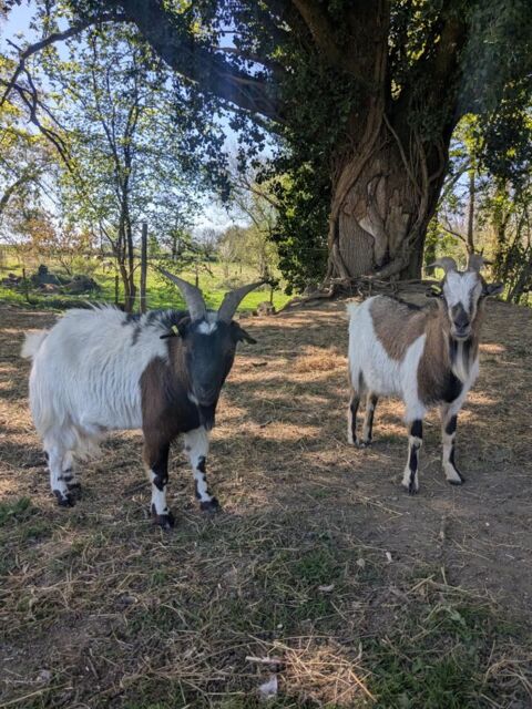 Duo Oryx et Padrig 180 35370 Gennes-sur-seiche