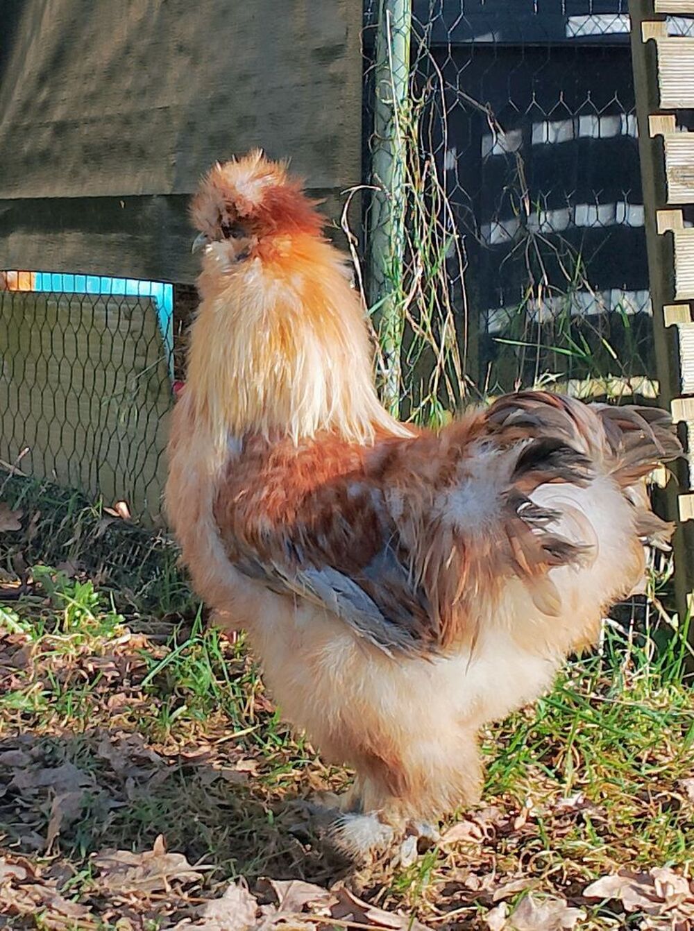  jeune coq 
