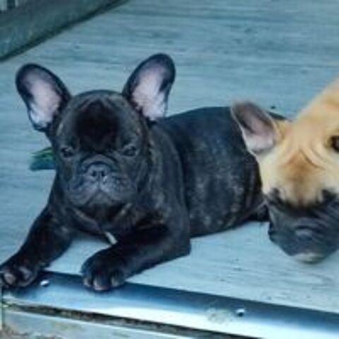   Superbes chiots Bouledogue Français LOF 