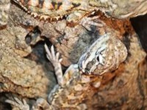  Pogona henrylawsoni  