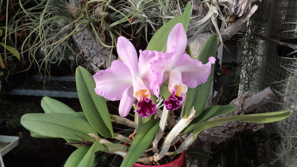 orchid&eacute;e cattleya Jardin