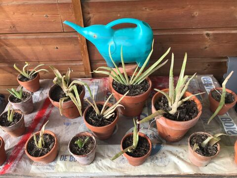 Plantes d'int�rieur 01 2 Mottier (38)