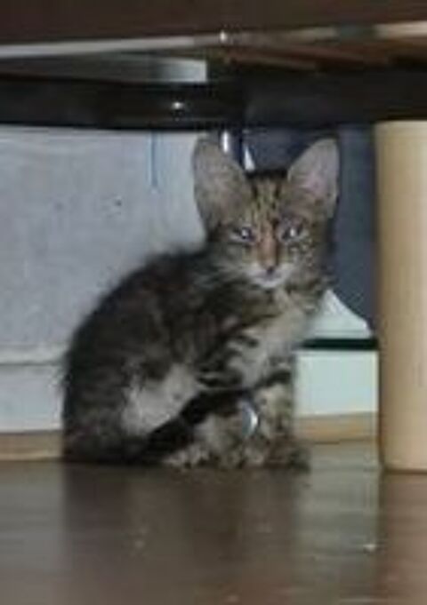   Chat SELINA à l adoption 