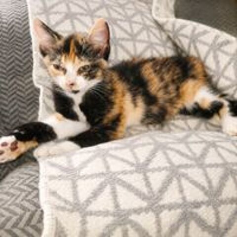   ZENA 
