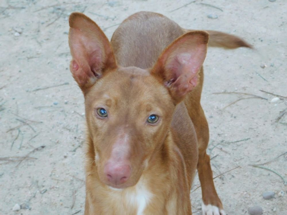   DUVET petit podenco d'1 an à aimer 