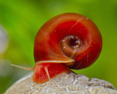   Escargot planorbe aquarium 