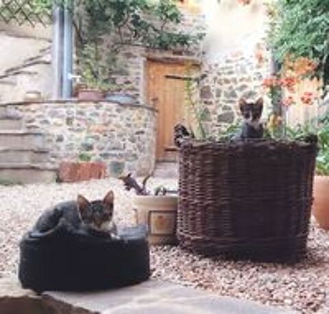   Donne chatons 